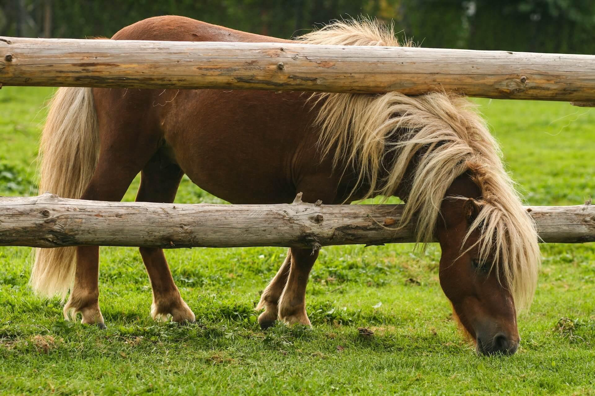 Nouveau poney centre equestre